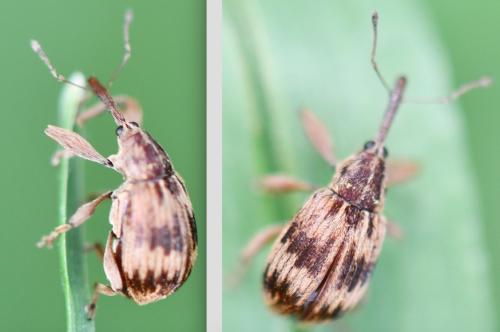 Réf. 340 137 : Anthonomus rectirostris